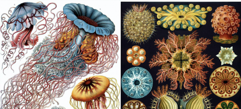 Ernst Haeckel's Sublime Drawings of Flora & Fauna: The Beautiful Scientific Drawings That Influenced Europe's Art Nouveau Movement (1889)