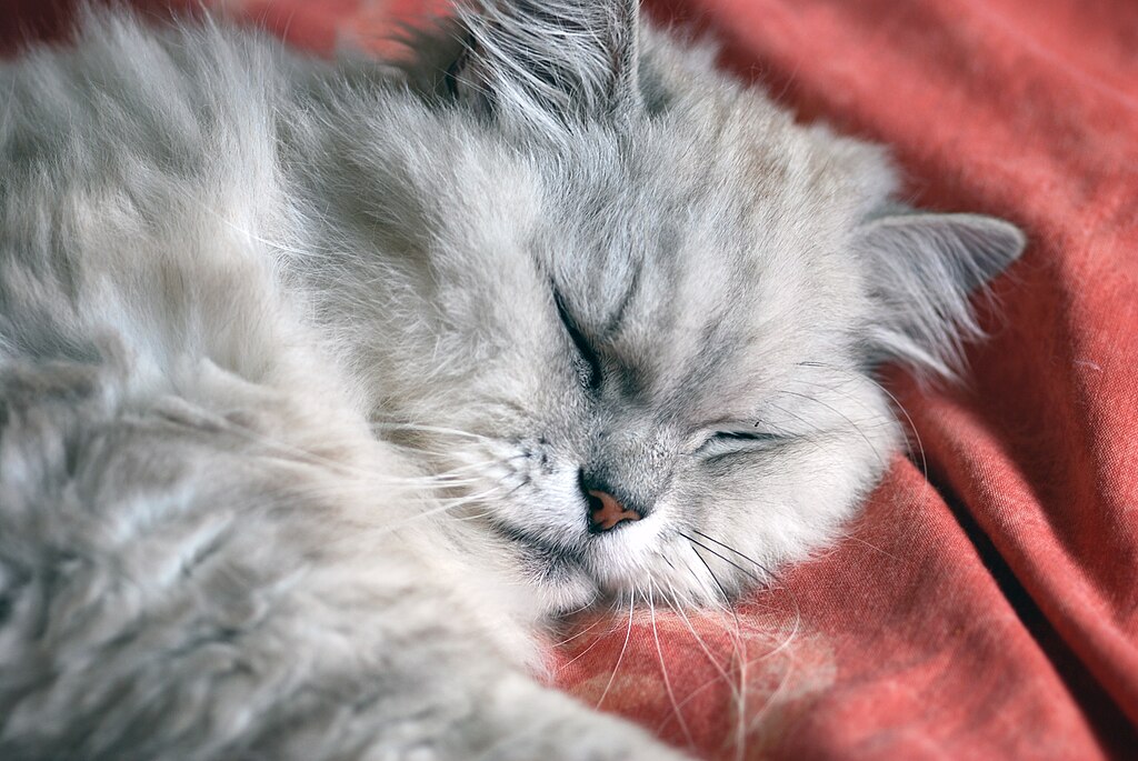 Dr. Weil's 60-Second Technique for Falling Asleep