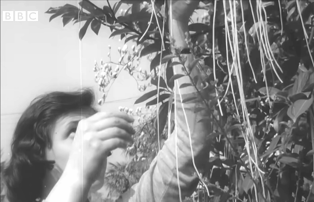 The 1957 "Spaghetti-Grows-on-Trees" Hoax: One of TV's First April Fools' Day Pranks