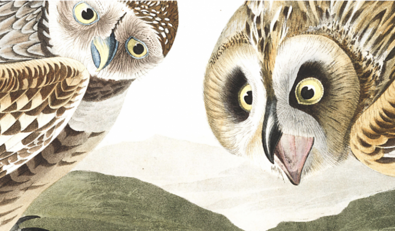 Download 435 High Resolution Images from John J. Audubon’s The Birds of America