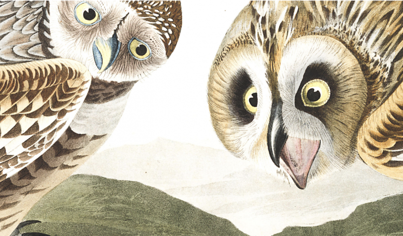 Download 435 High Resolution Images from John J. Audubon's The Birds of America