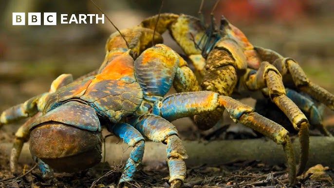 Enjoy Three Hours of Free Nature Videos Narrated by David Attenborough