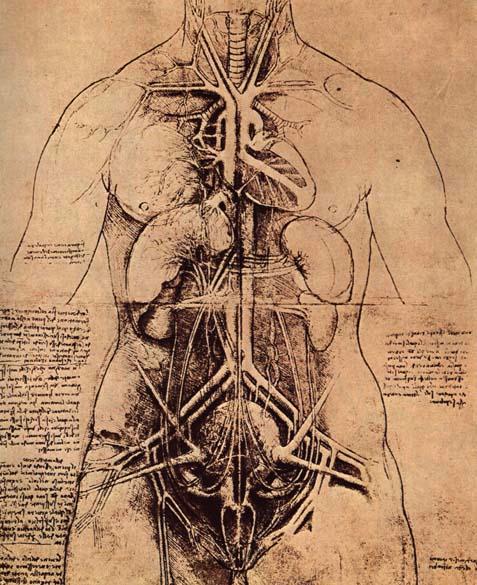 The Anatomical Drawings of Renaissance Man, Leonardo da Vinci | Open