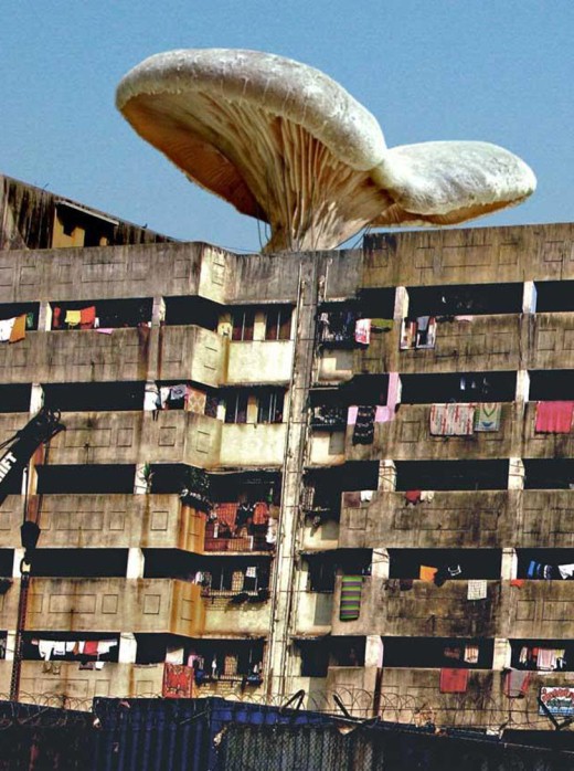 Miracle Mushrooms Power the Slums of Mumbai Open Culture