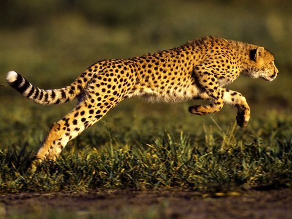 Filming a Sprinting Cheetah at 1,200 Frames Per Second | Open Culture