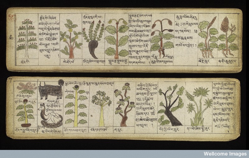 L0038345 Tibetan plant manuscript Credit: Wellcome Library, London. Wellcome Images images@wellcome.ac.uk http://wellcomeimages.org Illustrations of Tibetan materia medica, plant and animal, used in the production of medicine. Title: 'A Selection of Substances used for the Production of Medicine based on the Teaching of the four (medical) Tantras' This anonymous manuscript is written in the 'Trungpa' ('khrungs dpe) genre of Tibetan medical literature. Entitled, 'Sman bla'i dgongs rgyan rgud bzhi'i nang gi 'khrungs dpe re zhig', it deals with various material medica, plant and animal, used in the production of medicine. The book comprises unbound sheets of thick (perhaps Russian?) paper held together by two boards and wrapped in a piece of cloth. The medical illustrations are finished in colour. The manuscript is very rare and obviously very expensive. Its owner made a significant effort to obtain illustrations for every medicine mentioned, including plants, stones and animals. There are several suggestions about the origin of the manuscript. It might well be a copy from Sangye Gyatso's 'tankas', possibly written by a painter or doctor who travelled from Mongolia to Lhasa. It could have been transcribed in Tibet and subsequently sold to Mongolia. There is a similarity between the images of material medica in this manuscript and those found in the 19th century Tibetan xylographs of medical works, like the 'Mdzes mtshar mig rgyan', which circulated in the territory of Mongolia in the nineteenth century. 18th century Sman bla'i dgongs rgyan rgud bzhi'i nang gi 'khrungs dpe re zhig 'A Selection of Substances used for the Production of Medicine based on the Teaching of the four (medical) Tantras Published: - Copyrighted work available under Creative Commons Attribution only licence CC BY 4.0 http://creativecommons.org/licenses/by/4.0/