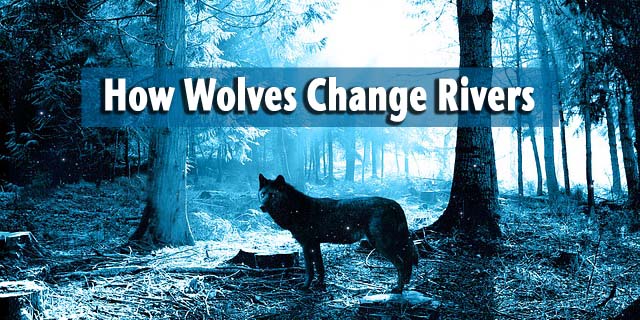 How Wolves Change Rivers | Open Culture