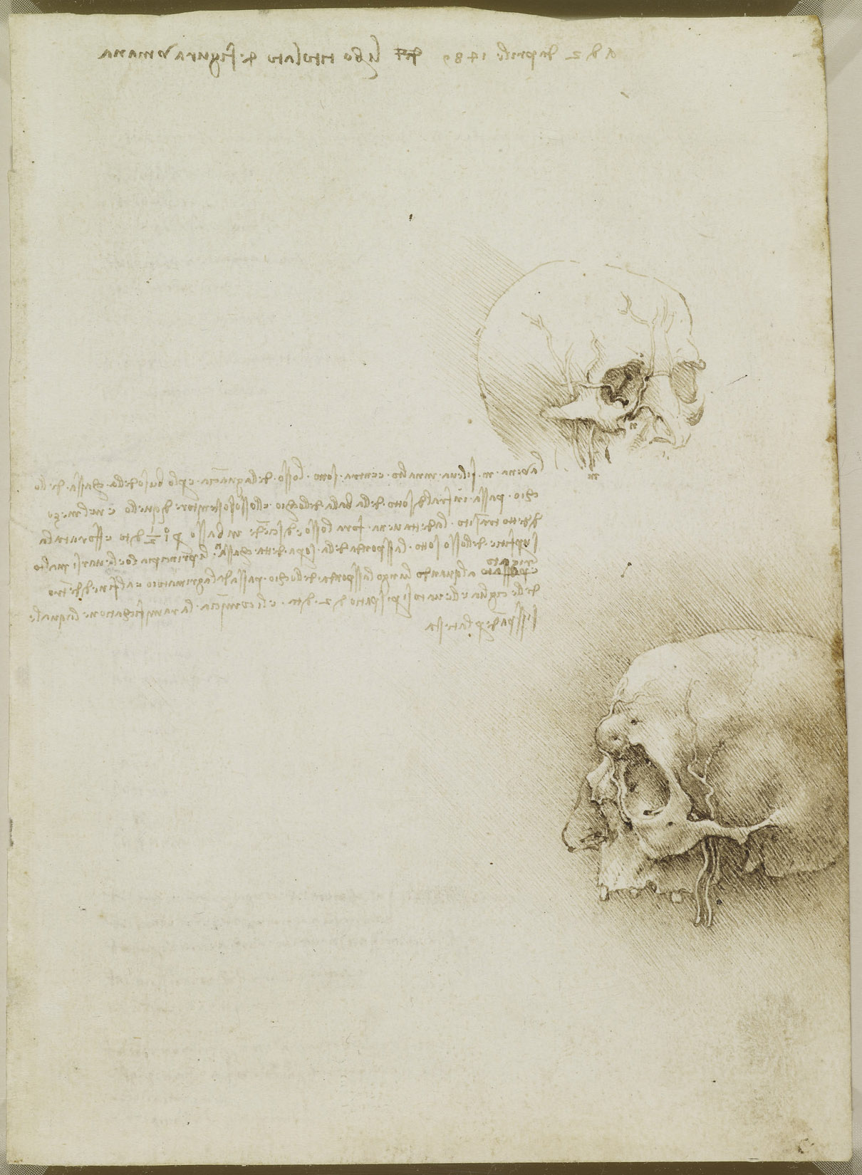 da vinci drawings anatomy