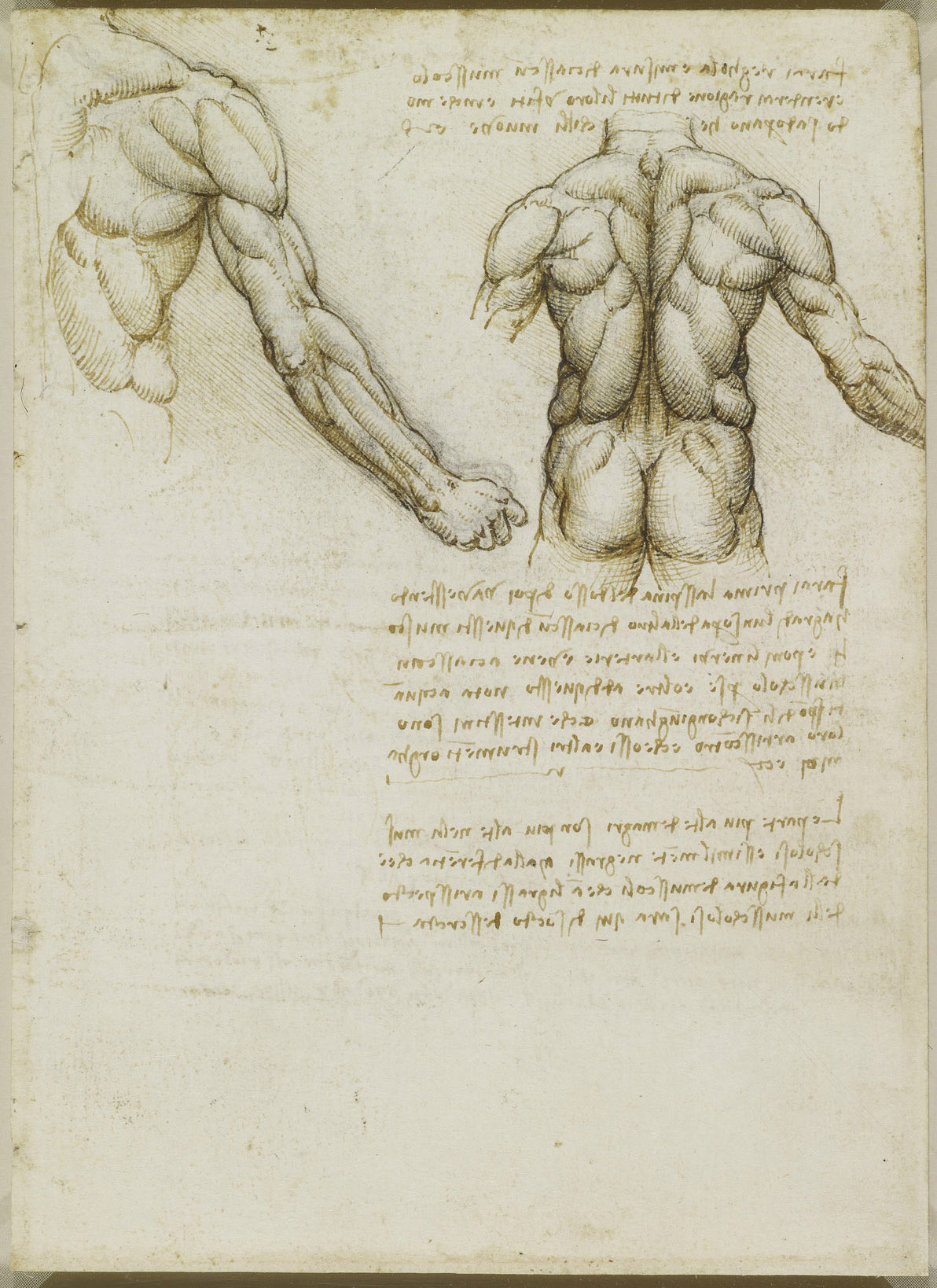 Recto: The muscles of the back and arm. Verso: Studies of the in