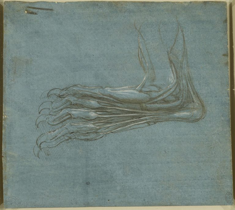 Download the Sublime Anatomy Drawings of Leonardo da Vinci: Available ...