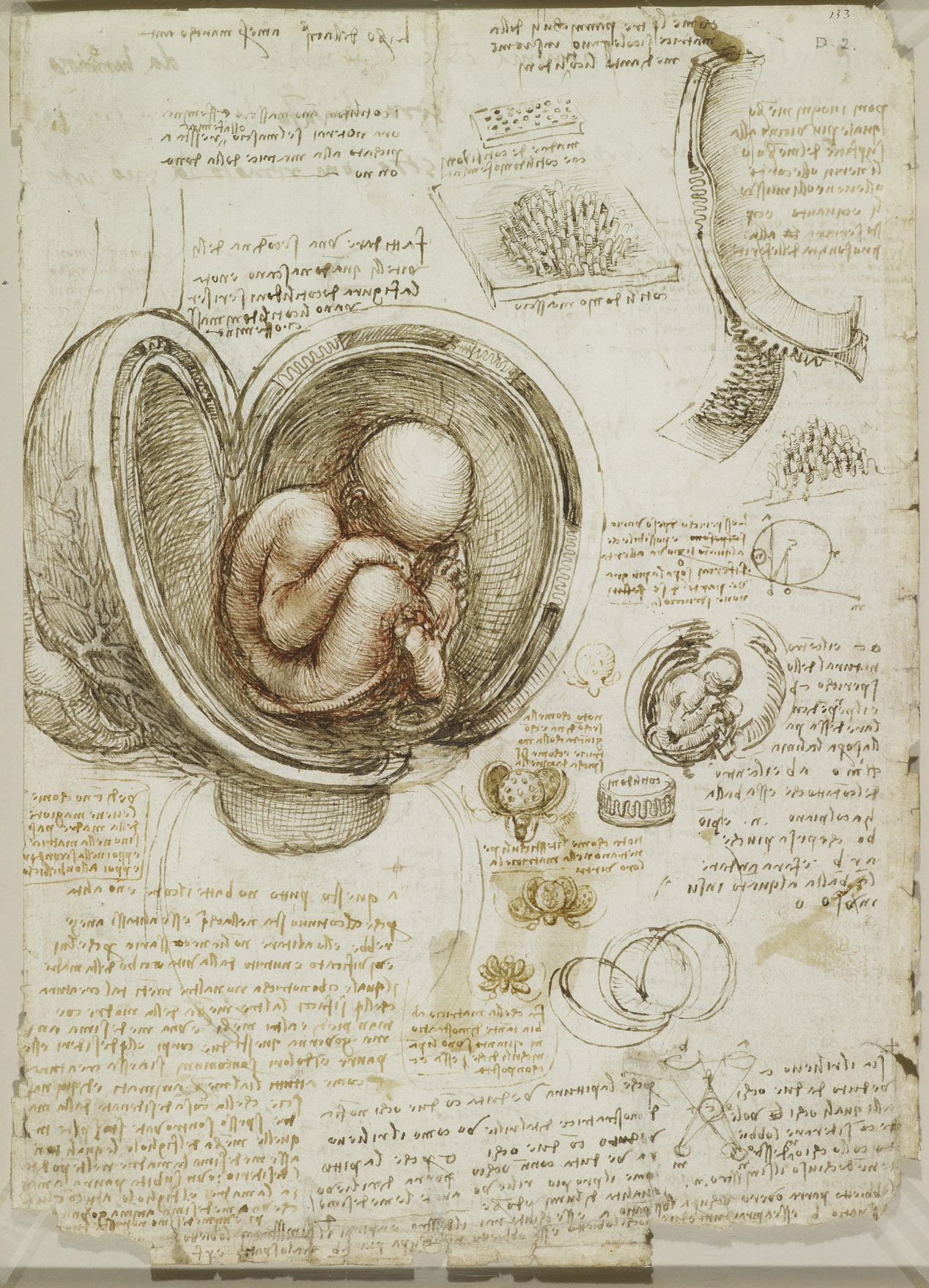 Recto: Studies of the foetus in the womb. Verso: Notes on reprod
