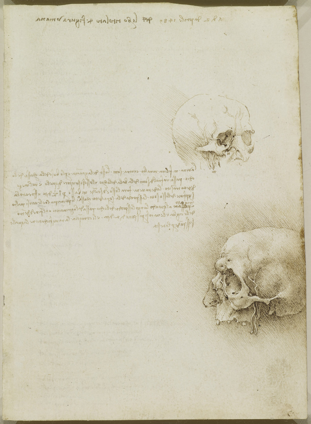 Recto: Studies of a cranium. Verso: Notes on the nerves and move